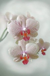 Уход за орхидеей